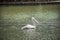 Pelican large water birds floating on surface water in pond of garden