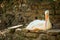 Pelican laying in the shade at the John Ball Zoo