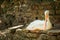 Pelican laying in the shade at the zoo