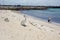 Pelican Lifestyle at Rottnest Island