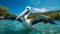 Pelican In Madagascar - A Stunning Pelagic Bird Floating On The Water
