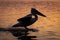 Pelican makes water landing on calm lagoon
