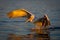 Pelican makes water landing on calm lake
