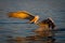 Pelican makes water landing on flat lake