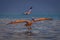 Pelican makes water landing on glassy lagoon