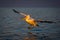 Pelican makes water landing in Golden Hour