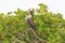 Pelican in a mangrove tree