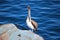 Pelican at Monterey Wharf