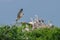 Pelican mother coming back to nest