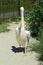 Pelican mugshot full length