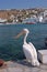 Pelican in Mykonos, Greece