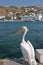 Pelican in Mykonos, Greece