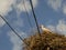 A pelican nest on wires