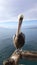 Pelican at Ocean Beach Pier with Blue Sky Masked by White Clouds