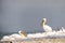 Pelican with an open beak stands among resting pelicans