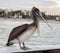 Pelican with Open Mouth