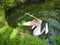 The pelican opened its pink beak, sitting in a pond among tropical vegetation. Park of birds. Bali