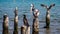 Pelican and other sea birds standing in the coast of Paracas