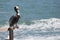 Pelican over looking the sea
