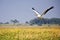 Pelican Over Marsh