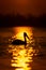 Pelican paddles in lake silhouetted at sunrise
