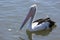 Pelican Paddling in Water