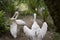 Pelican - Pelecanus Onocrotalus a happy family