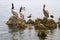 Pelican (Pelecanus onocrotalus) and marine birds