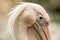 Pelican Pelecanus onocrotalus at the zoo, solo pelican, beautiful pinkish bird near pond, water bird