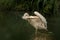 Pelican Pelecanus onocrotalus at the zoo, solo pelican grooming its feathers, beautiful pinkish bird near pond, water bird