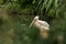 Pelican Pelecanus onocrotalus at the zoo, solo pelican grooming its feathers, beautiful pinkish bird near pond, water bird