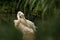 Pelican Pelecanus onocrotalus at the zoo, solo pelican grooming its feathers, beautiful pinkish bird near pond, water bird