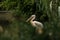 Pelican Pelecanus onocrotalus at the zoo, solo pelican grooming its feathers, beautiful pinkish bird near pond, water bird