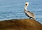 Pelican perched on a beach rock