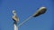 Pelican perched on a lamppost