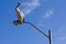 A pelican perched on a lamppost