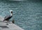 Pelican perched on ledge alongside fishing rod near ocean on Key West, Florida