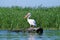 Pelican perched on a log in the waters of the Danube delta in Romania.