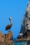 Pelican perched on Los Arcos (Land End) rock Cabo San Lucas harbor in Baja Mexico