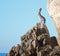 Pelican perched on Los Arcos rocks on Lands End at Cabo San Lucas Baja Mexico