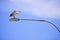 Pelican perched on street lamp on Kangaroo Island