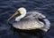 Pelican Perches in Water