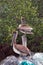 Pelican perching on boat dock post while another is perching on fishing nets on Isla Blanca Punta Sam Cancun Mexico