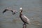 Pelican perching on boat dock post while another takes off on Isla Blanca Punta Sam Cancun Mexico