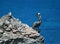 Pelican perching on cliff of Acantilado Amanecer (Ciff of the Dawn) at Punta Sur on Isla Mujeres island just off Cancun