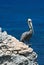 Pelican perching on cliff of Acantilado Amanecer (Ciff of the Dawn) at Punta Sur on Isla Mujeres island just off Cancun