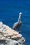 Pelican perching on cliff of Acantilado Amanecer (Ciff of the Dawn) at Punta Sur on Isla Mujeres island just off Cancun