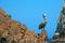 Pelican perching on Los Arcos (Lands End) in Cabo San Lucas Baja Mexico