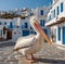 Pelican Petros is a symbol of Mykonos island in Greece