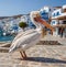 Pelican Petros is a symbol of Mykonos island in Greece